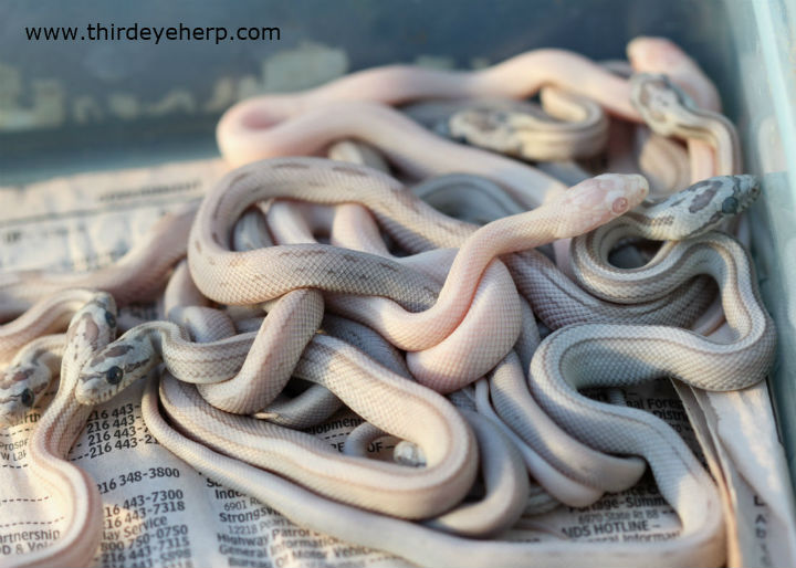 Striped Corn Snakes